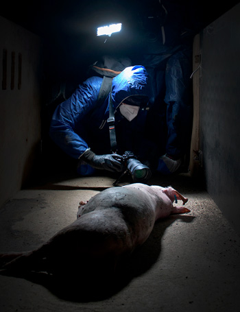 Pongamos fin a las granjas industriales