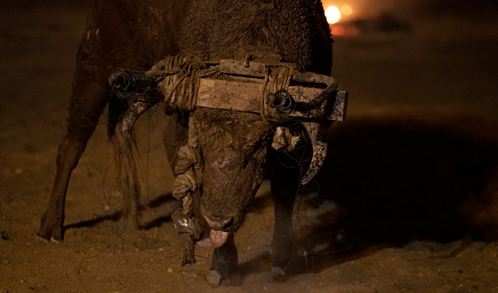 A bull dies in the streets of Medinaceli