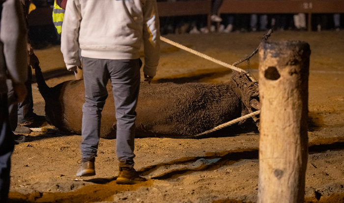 A bull dies in the streets of Medinaceli