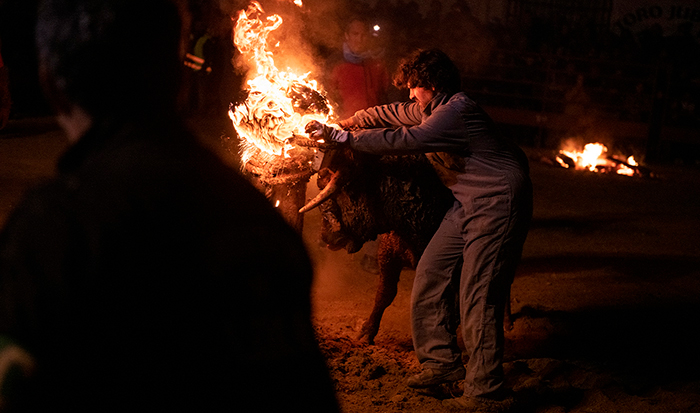 A bull dies in the streets of Medinaceli