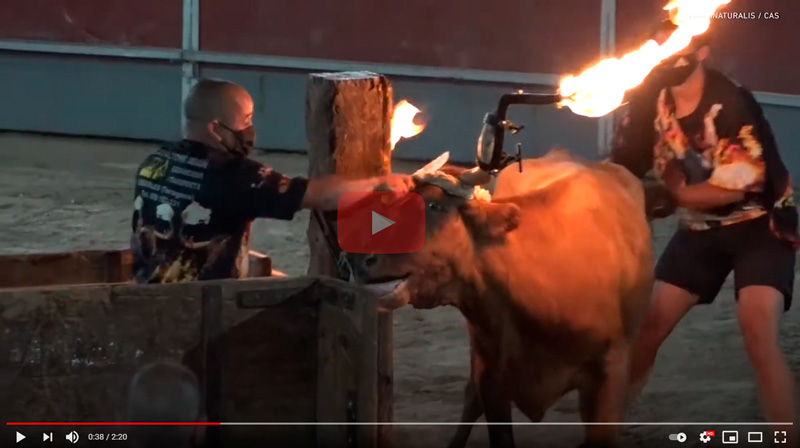 La crueldad no es una fiesta Lo que nos quieren ocultard no es una fiesta